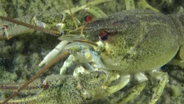 Lagostins europeus (Astacus sp. .) — Vídeo de Stock