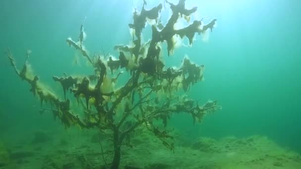 Подводный пейзаж: Затопленное дерево против солнечных лучей — стоковое видео