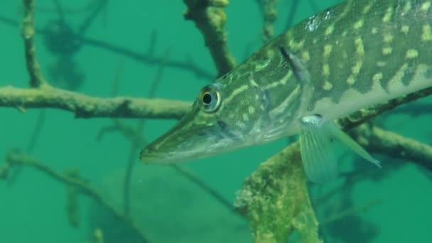 Pique-do-norte (Esox lucius ). — Vídeo de Stock