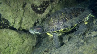 Kaplumbağa gölet kaymak (Trachemys scripta).
