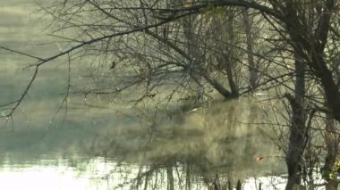 Sis su üzerinde sürünür.