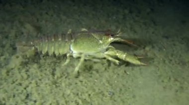 Avrupa kerevit (Astacus sp.)