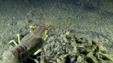 Avrupa kerevit (Astacus sp.)