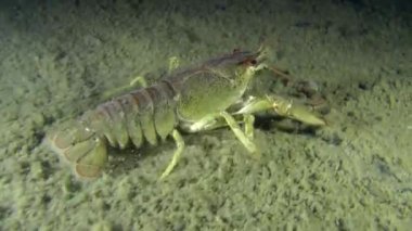 Avrupa kerevit (Astacus sp.)