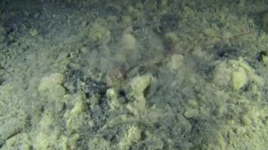 Avrupa kerevit (Astacus sp.)