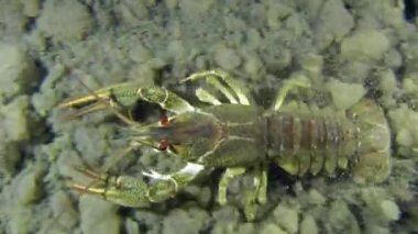 Avrupa kerevit (Astacus sp.)