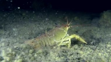 Avrupa kerevit (Astacus sp.)