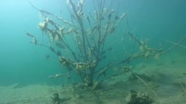 Kimin dalları istiridye ile büyüdü üzerinde su dolu ağaç