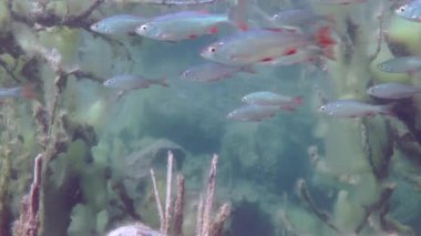 Rudd (Scardinius erythrophthalmus).
