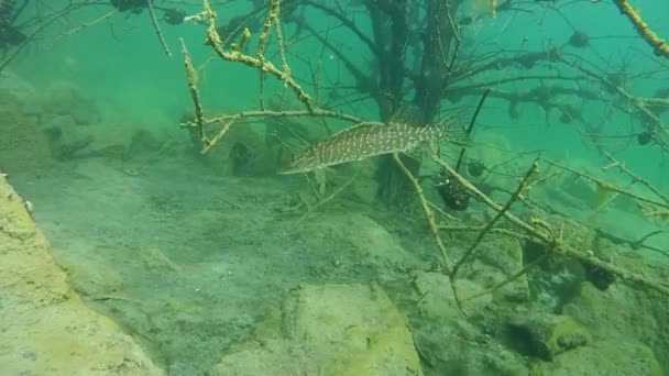 Kuzey pike (esox lucius). — Stok video