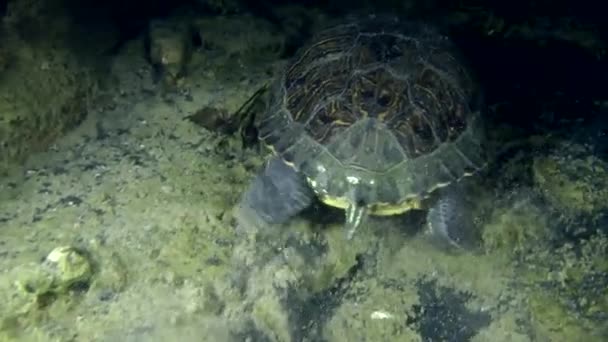 Schildpad vijver schuifregelaar (Trachemys scripta). — Stockvideo