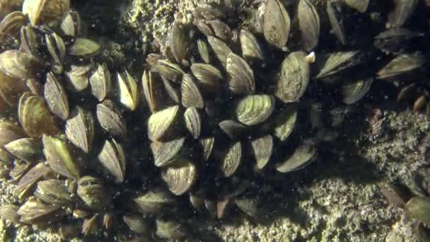 Zebra mussla (Dreissena polymorpha). — Stockvideo