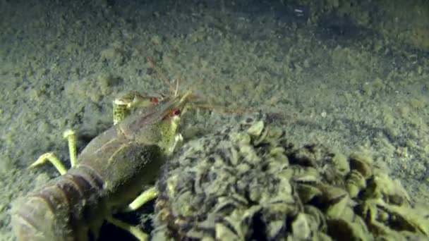 欧洲小龙虾 (螯 sp.) — 图库视频影像