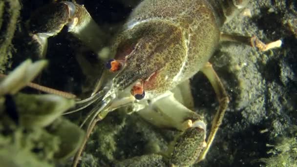 Europese rivierkreeft (Astacus sp.) — Stockvideo