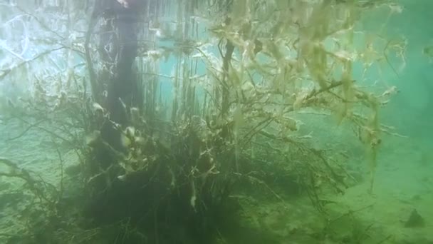 Underwater landscape: approach to the flooded wood — Stock Video