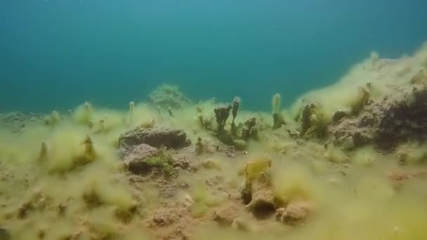 Unterwasserlandschaft: Schwimmen über flache Gewässer — Stockvideo