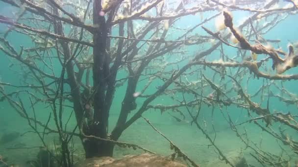 Дерево под водой — стоковое видео