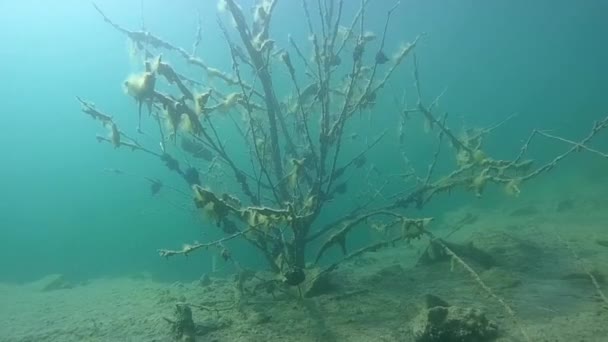 Потопленное дерево, на ветвях которого выросли моллюски — стоковое видео