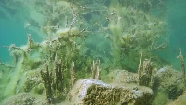 Unterwasserlandschaft mit überfluteten Bäumen. — Stockvideo