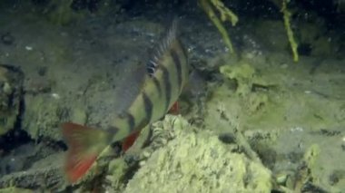 Tatlısu levreği (perca fluviatilis).