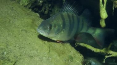 Tatlısu levreği (perca fluviatilis).