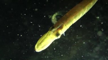 Kuzey pike (esox lucius).