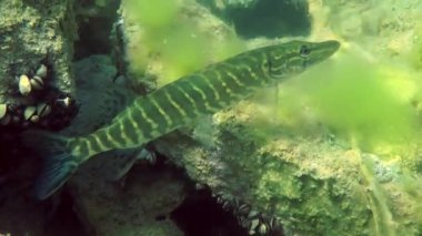 Kuzey pike (esox lucius).