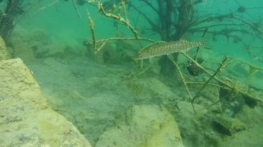 Kuzey pike (esox lucius).