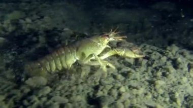 Avrupa kerevit (Astacus sp.)