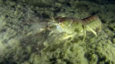 Avrupa kerevit (Astacus sp.)