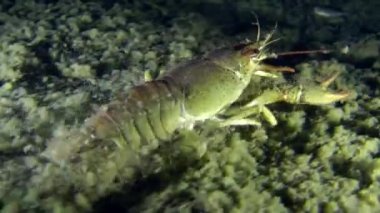 Avrupa kerevit (Astacus sp.)