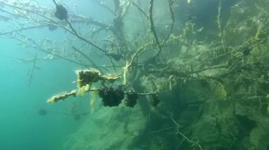 Sualtı manzara: sular altında ağaç yaklaşım