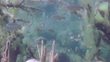 Rudd (Scardinius erythrophthalmus).