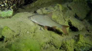 Rudd (Scardinius erythrophthalmus).
