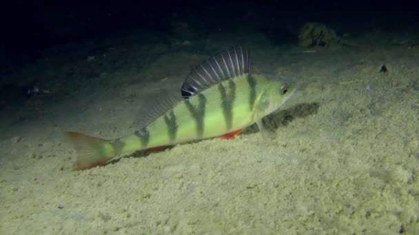 Poleiro europeu (Perca fluviatilis ). — Vídeo de Stock