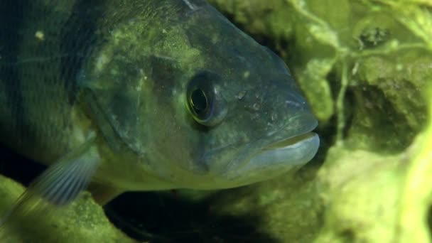 European perch (Perca fluviatilis). — Stock Video