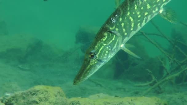 Lucio del norte (Esox lucius ). — Vídeos de Stock