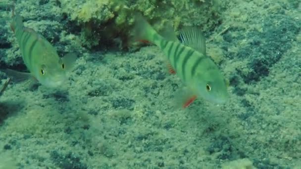 Poleiro europeu (Perca fluviatilis ) — Vídeo de Stock