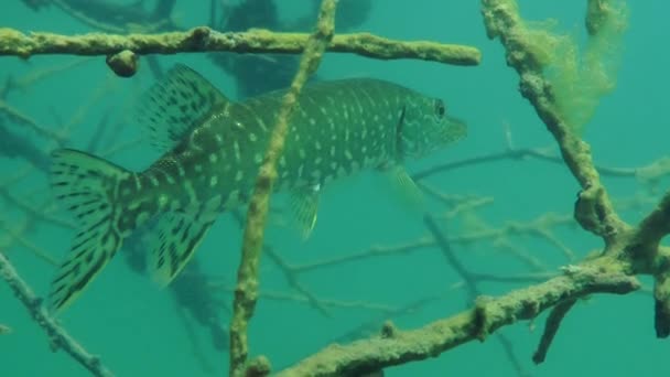 Pique-do-norte (Esox lucius ). — Vídeo de Stock