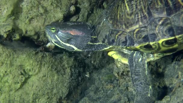 Deslizador de estanque de tortugas (Trachemys scripta). — Vídeo de stock