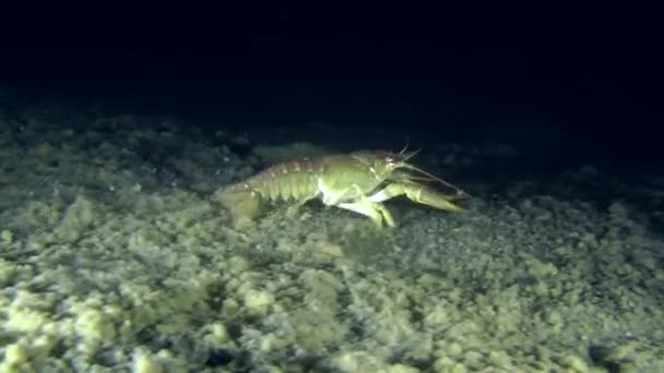 Udang karang Eropa (Astacus sp .) — Stok Video