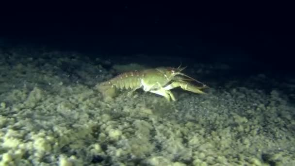 Cangrejo de río europeo (Astacus sp. .) — Vídeos de Stock