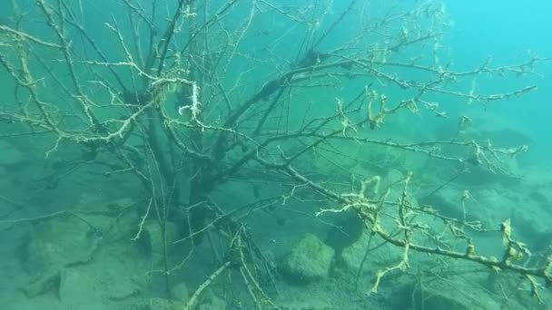 Underwater landscape: Tree under water — Stock Video
