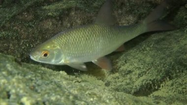 Rudd (Scardinius erythrophthalmus).