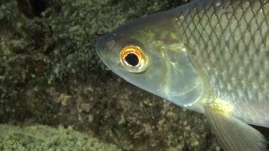 Rudd (Scardinius erythrophthalmus).