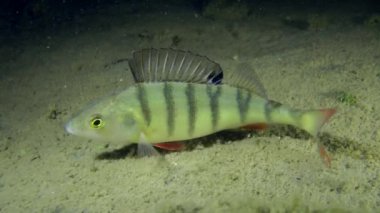 Tatlısu levreği (perca fluviatilis).