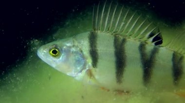 Tatlısu levreği (perca fluviatilis).