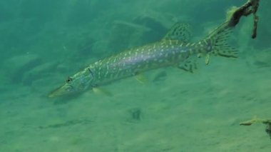 Kuzey pike (esox lucius).