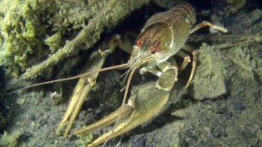 Avrupa kerevit (Astacus sp.)