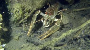 Avrupa kerevit (Astacus sp.)